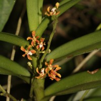 Acampe ochracea (Lindl.) Hochr.